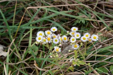 Chamomile or chamomile is a genus of annual, highly branched plants 