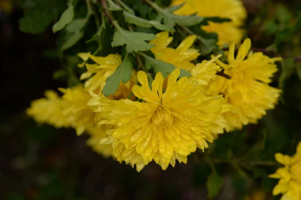 Ζέρμπερα Λάτ Gerbera Είναι Γένος Αιωνόβιων Χόρτων Της Οικογένειας Asteraceae — Φωτογραφία Αρχείου