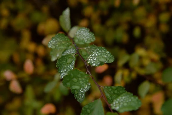 Krople Deszczu Liściach Krzewu — Zdjęcie stockowe