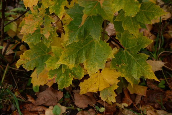 Gemeiner Ahorn Scharfblättrig Platanenähnlich Alter Herbstmischwald — Stockfoto