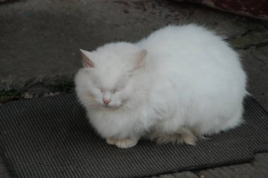Kedi kedisi (Latince Felis Silvestris catus), kedigiller (Felis) familyasından bir kedi türü.)
