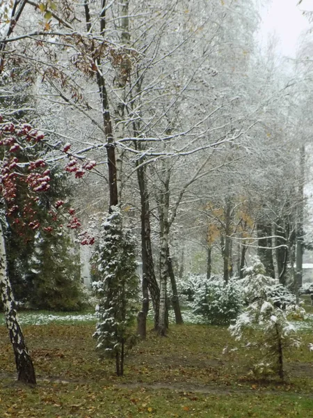 Старая Зима Снежный Парк — стоковое фото
