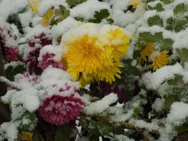 Сніг Chrysanthemums Gerbera Лат Gerbera Рід Багаторічних Трав Родини Asteraceae — стокове фото