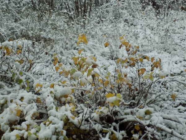 Nieve Arbusto — Foto de Stock