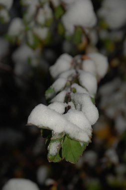 Eski kış, karlı park 