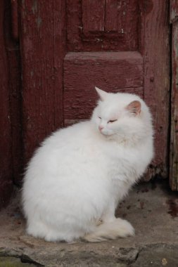 Kedi kedisi (Latince Felis Silvestris catus), kedigiller (Felis) familyasından bir kedi türü.)