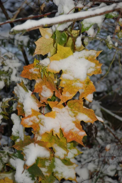 Maple Comum Afiado Leaved Sycamore Como Floresta Misturada Velha Outono — Fotografia de Stock