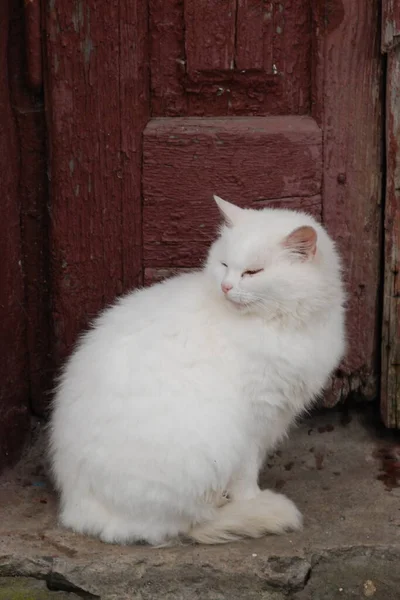 猫や猫の猫 ラテン語 Felis Silvestris Catus 親戚の猫の野生 — ストック写真