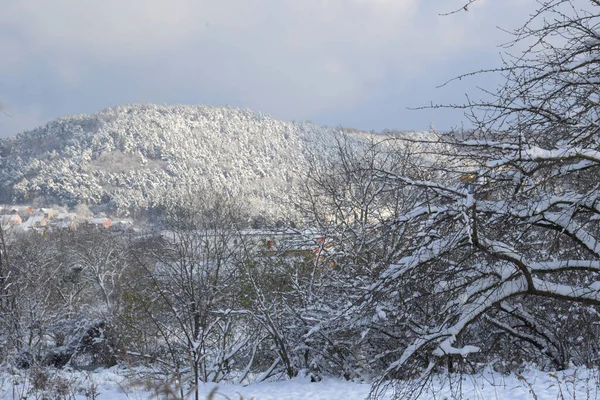 Snöig Tallskog Berget — Stockfoto