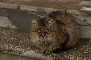 Kedi kedisi (Latince Felis Silvestris catus), kedigiller (Felis) familyasından bir kedi türü.)