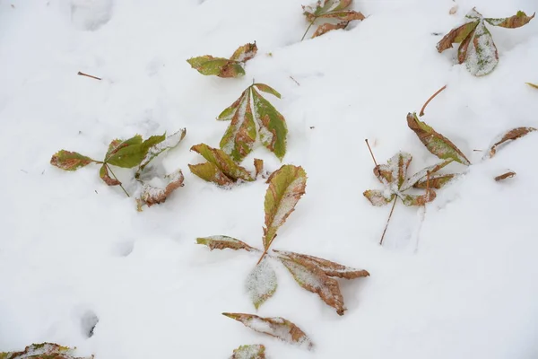 Πεσμένα Φύλλα Κάστανου Στο Χιόνι — Φωτογραφία Αρχείου