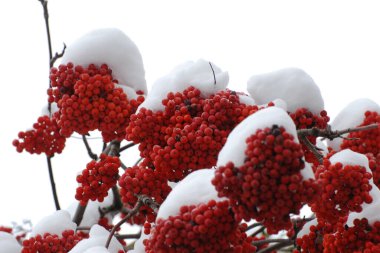 Common mountain ash (Sorbus aucuparia)