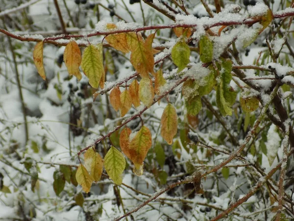 Obyčejný Javor Ostré Listy Sycamore Starý Smíšený Podzimní Lese Sníh — Stock fotografie