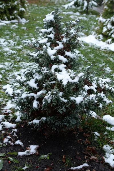 Enbär Och Enbär Juniperus Sabina — Stockfoto