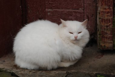 Kedi kedisi (Latince Felis Silvestris catus), kedigiller (Felis) familyasından bir kedi türü.)