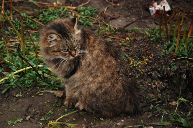 Kedi kedisi (Latince Felis Silvestris catus), kedigiller (Felis) familyasından bir kedi türü.)