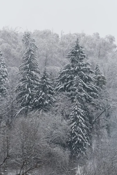 Winter Forest Overzicht — Stockfoto