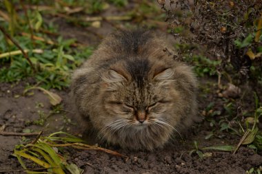 Kedi kedisi (Latince Felis Silvestris catus), kedigiller (Felis) familyasından bir kedi türü.)