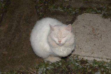 Kedi kedisi (Latince Felis Silvestris catus), kedigiller (Felis) familyasından bir kedi türü.)