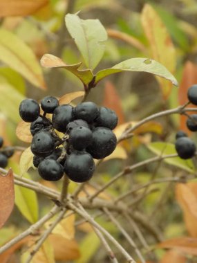 Ligustrum vulgare (Ligustrum vulgare)