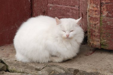 Kedi kedisi (Latince Felis Silvestris catus), kedigiller (Felis) familyasından bir kedi türü.)