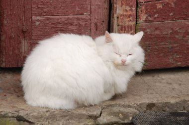 Kedi kedisi (Latince Felis Silvestris catus), kedigiller (Felis) familyasından bir kedi türü.)