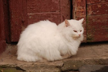 Kedi kedisi (Latince Felis Silvestris catus), kedigiller (Felis) familyasından bir kedi türü.)
