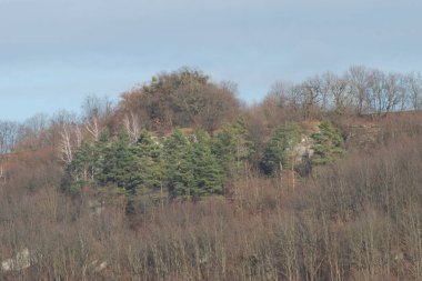 Eski bir ormanda bir patika. Rocky, sığ, dağ yamacı. Dağ yamacındaki eski orman.