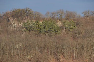 Eski bir ormanda bir patika. Rocky, sığ, dağ yamacı. Dağ yamacındaki eski orman.