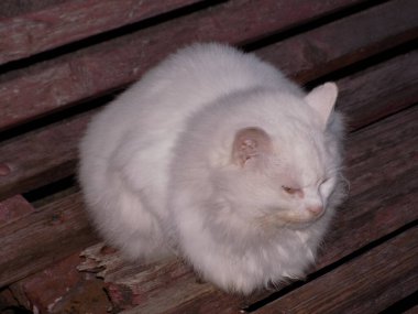 Kedi kedisi (Latince Felis Silvestris catus), kedigiller (Felis) familyasından bir kedi türü.)