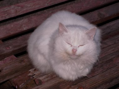 Kedi kedisi (Latince Felis Silvestris catus), kedigiller (Felis) familyasından bir kedi türü.)