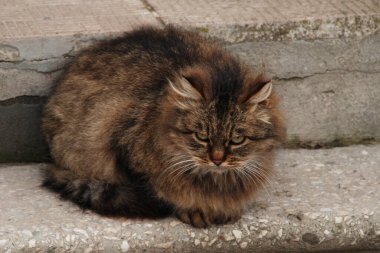 Kedi kedisi (Latince Felis Silvestris catus), kedigiller (Felis) familyasından bir kedi türü.)