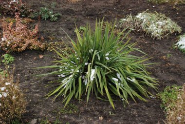 Yucca (Yucca), Agave familyasından bir bitki cinsidir.