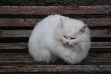 Kedi kedisi (Latince Felis Silvestris catus), kedigiller (Felis) familyasından bir kedi türü.)