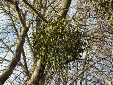 Genel veya beyaz ökseotu (Viscum albümü L.)