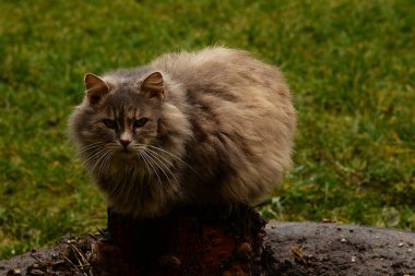 Kedi kedisi (Latince Felis Silvestris catus), kedigiller (Felis) familyasından bir kedi türü.)