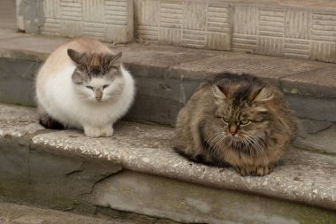 Kedi kedisi (Latince Felis Silvestris catus), kedigiller (Felis) familyasından bir kedi türü.)