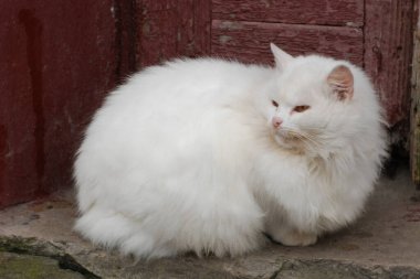 Kedi kedisi (Latince Felis Silvestris catus), kedigiller (Felis) familyasından bir kedi türü.) 