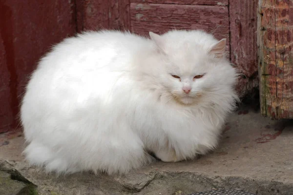 Kedi kedisi (Latince Felis Silvestris catus), kedigiller (Felis) familyasından bir kedi türü.) 