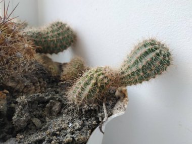 Echinopsis (Echinopsis) is a genus of cacti