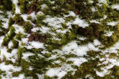 Snow covered moss.Mosses (Bryophyta) are higher avascular spore plants