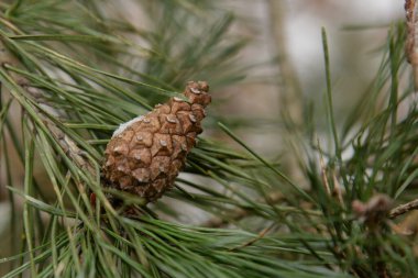 Pine (Pinus L.) is a genus of coniferous trees of the pine family.Pine cone and needles