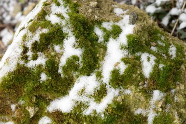 Snow covered moss.Mosses (Bryophyta) are higher avascular spore plants