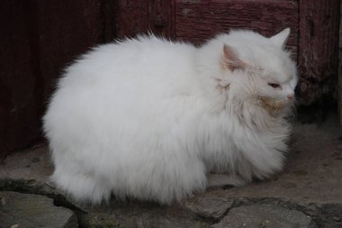Kedi kedisi (Latince Felis Silvestris catus), kedigiller (Felis) familyasından bir kedi türü.)