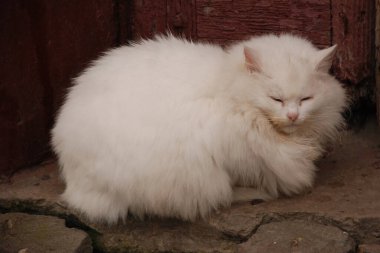 Kedi kedisi (Latince Felis Silvestris catus), kedigiller (Felis) familyasından bir kedi türü.)
