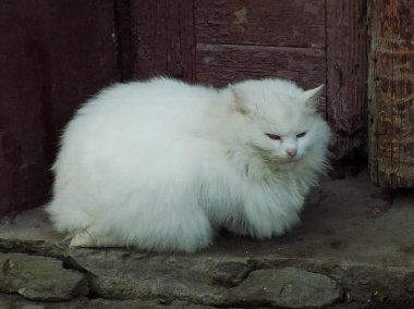 Kedi kedisi (Latince Felis Silvestris catus), kedigiller (Felis) familyasından bir kedi türü.)