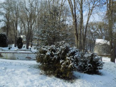Thuja, Selvi familyasından bir kozalaklı ağaç ve çalı cinsidir. Ladin, ladin (Picea)
