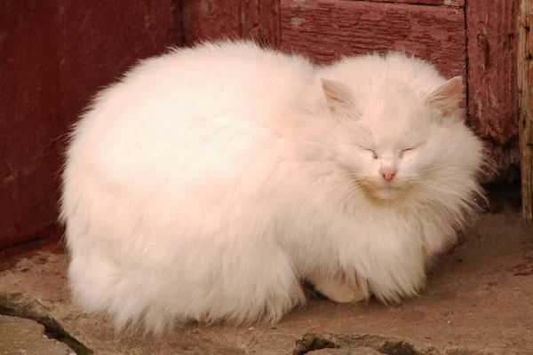 Kedi kedisi (Latince Felis Silvestris catus), kedigiller (Felis) familyasından bir kedi türü.)