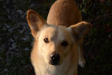 Köpek ya da evcil köpek (Canis lupus familiaris))