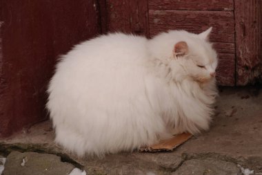 Kedi kedisi (Latince Felis Silvestris catus), kedigiller (Felis) familyasından bir kedi türü.)